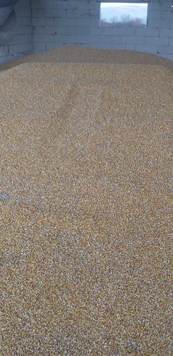 Porumb boabe soi pioner