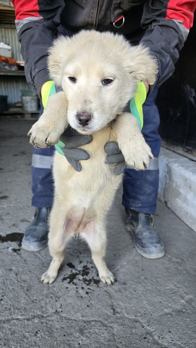Одам даром  щенок девочка