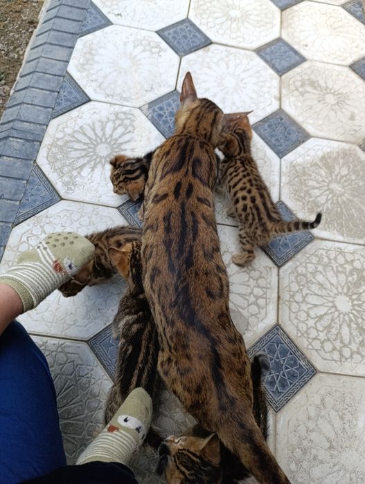 Бенгальский котёнок