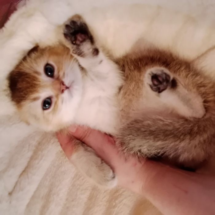Девочка золотая Шиншила Скоттиш Фолд