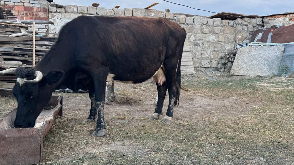 Продам дойную корову