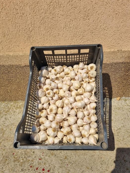 Usturoi românesc de primăvară