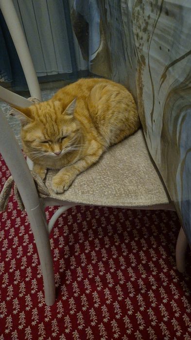 Отдам в хорошие руки