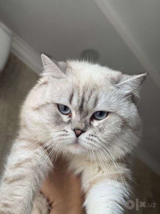 ВЯЗКА опытный кот ШИНШИЛЛА