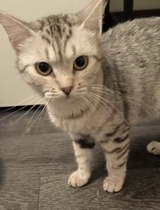 Серебряная кошечка по имени Бриша