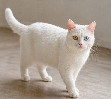 Turkish angora long hair vyazga uchun