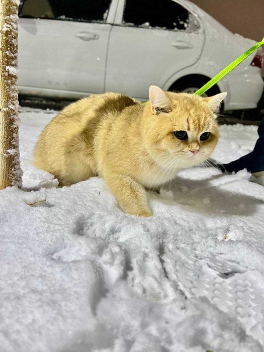 Вязка Шотландский вислоухий шиншилла & Британская кошка NY12