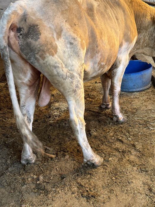 бык 3 года бұқа 3 жасар