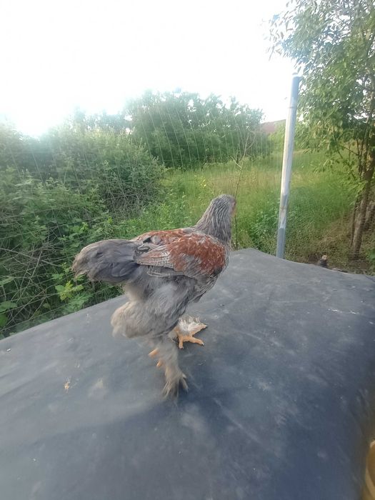Se vând Cocoșei Brahma  bso