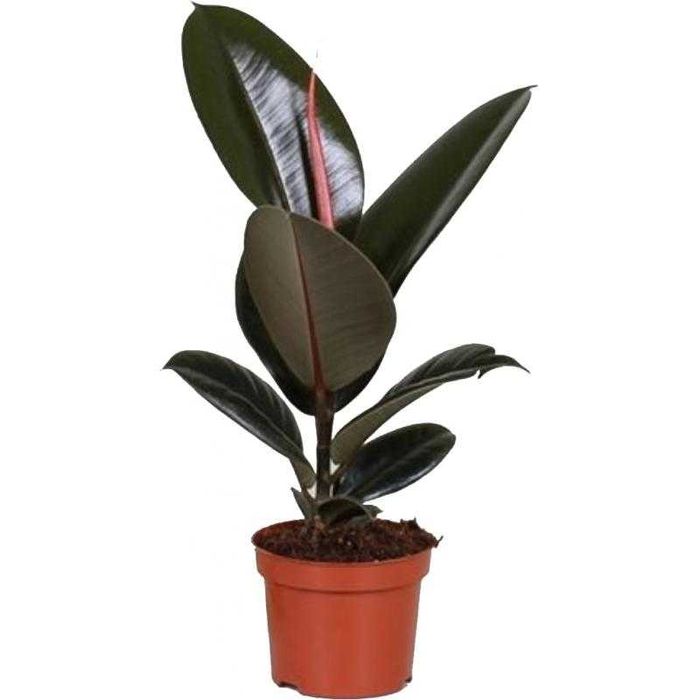 Свежий воздух, оригинальный атрибут интерьера - Фикус Черный принц