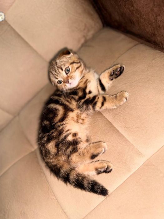 Скоттиш фолд шиншила 2 ярим ойлик