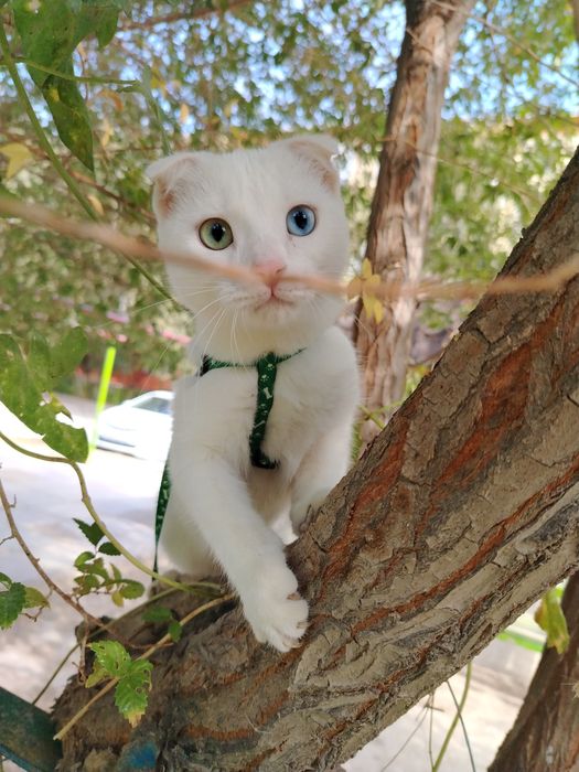 Пропала кошка по имени Арчи