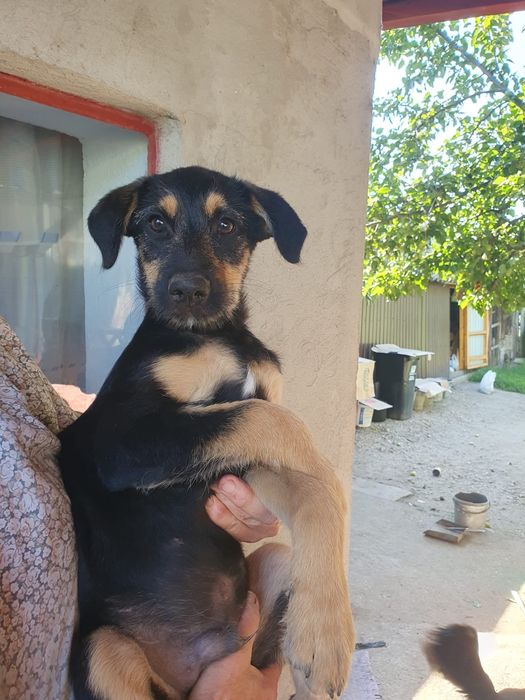 2 Căței pentru adopție