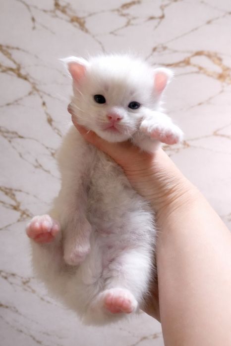 Милейшие котята Мейн Кун