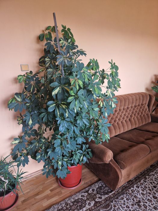 Голяма шефлира добре гледана