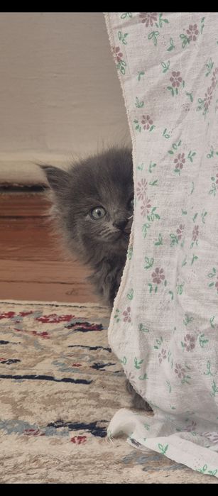 Котята в хорошие руки