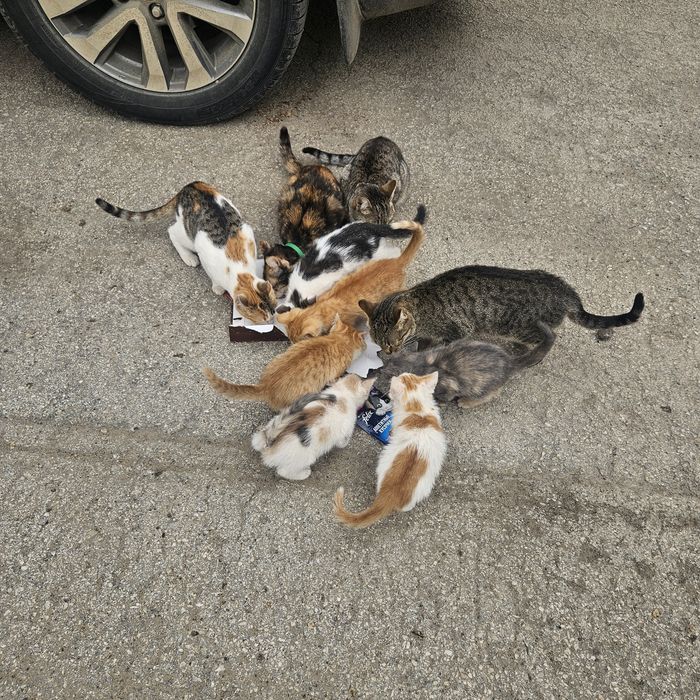 Отдам котят в добрые руки