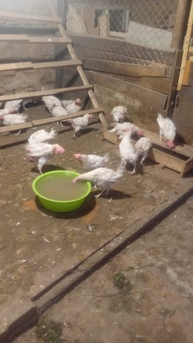 Продаю белых курей