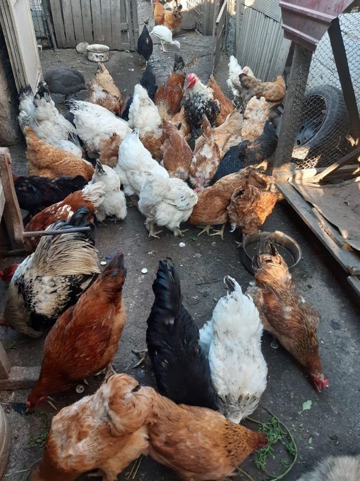 Oua pentru incubat și consum