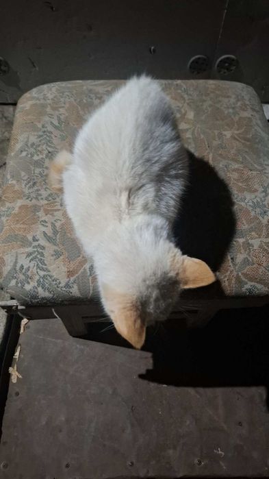 Отдам котёнка в хорошие руки