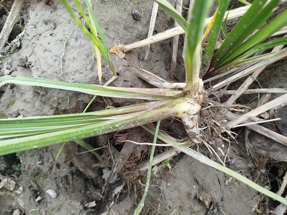 Сусак зонтичный для пруда. Живые делёнки, Ташкент