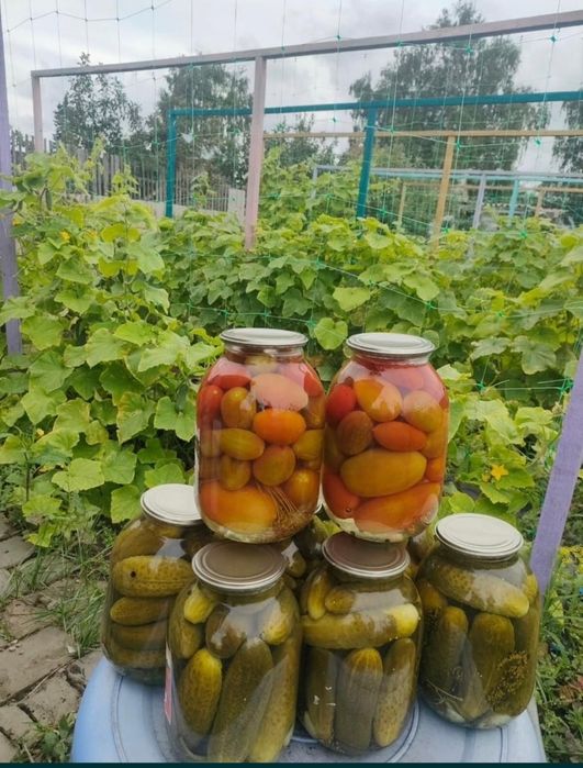 Засолки домашние