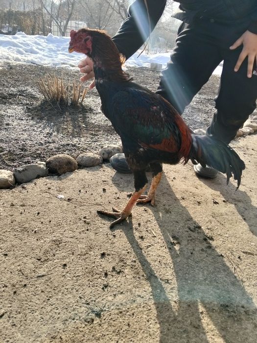 Продается хороший дакан