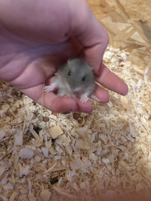 Мини хамстерчета Безплатни в Стара Загора