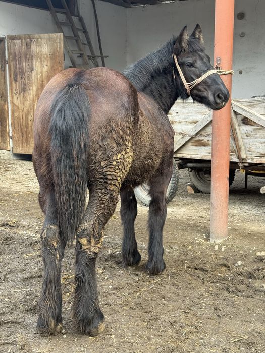 Vand manza ardeneza de 8 luni