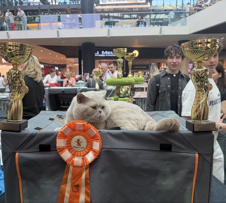 Pisic British Shorthair: culoare rară, pedigree, teste genetice complete