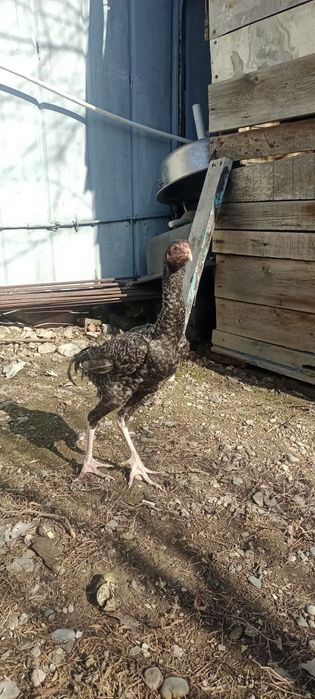 Продам Дакан срочно