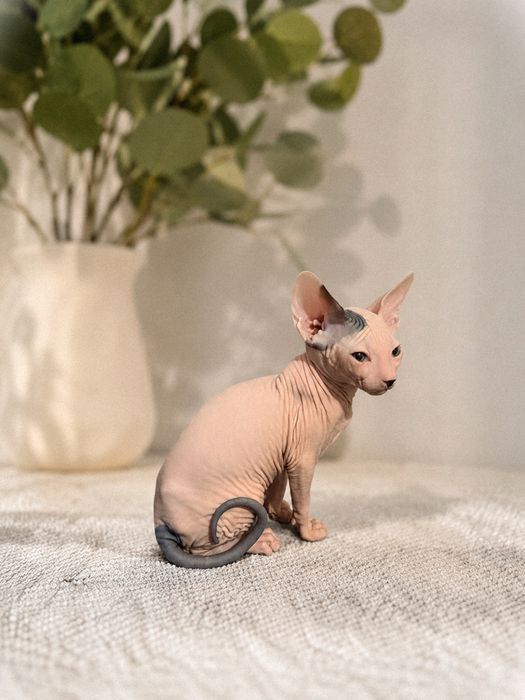 Котенок Канадского сфинкса
