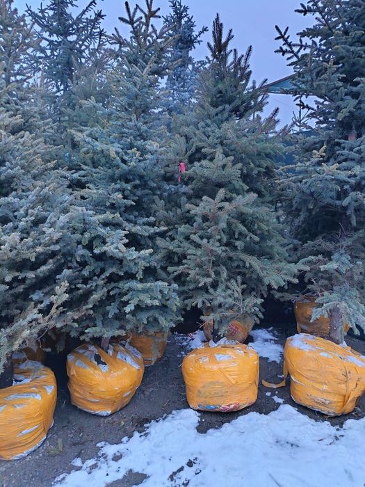 Голубой ель 3 метра