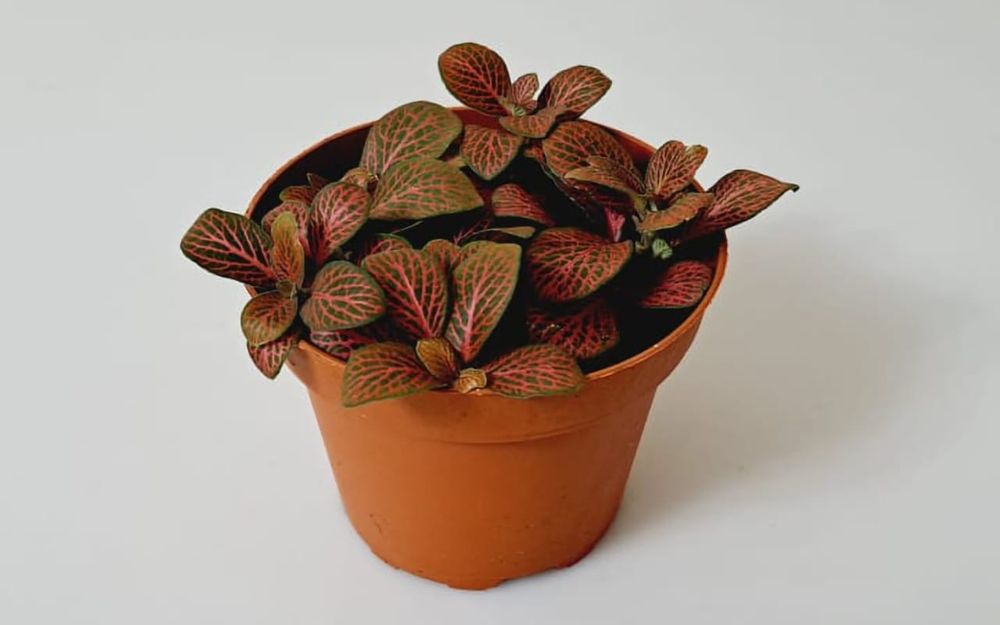 Фиттония Фиттония