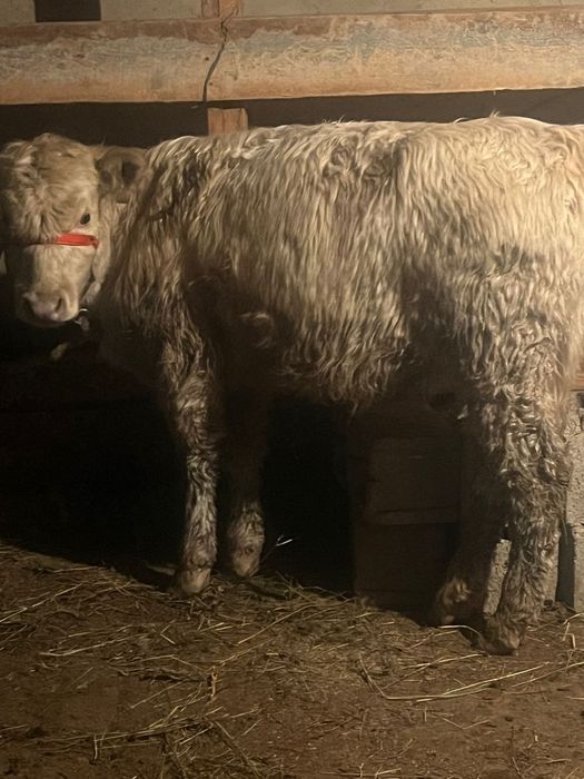 Кұнажын сатылады семіз