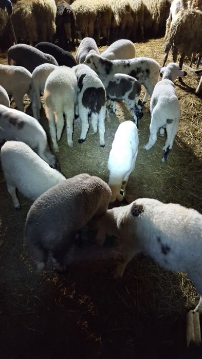 Продавам  агнета шилета овце