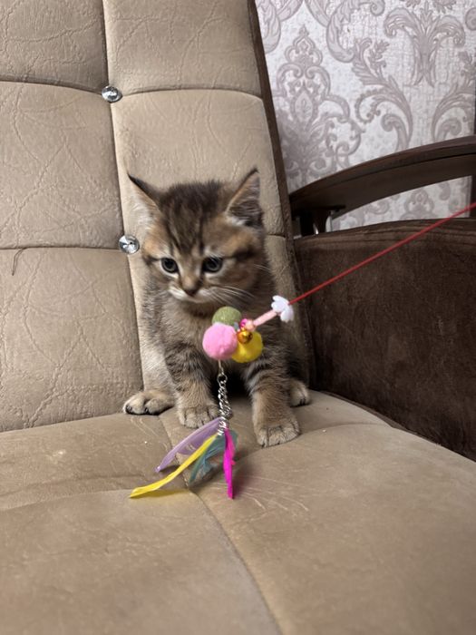 Золотая шиншила британец продается срочно