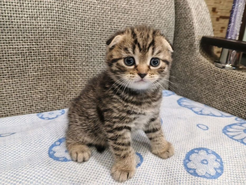 Вислоухие Шотландские котята