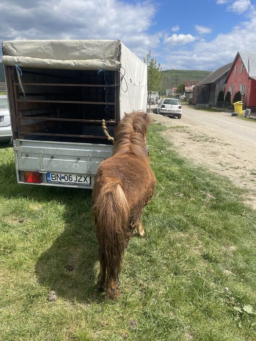 Vand poneita de doi ani