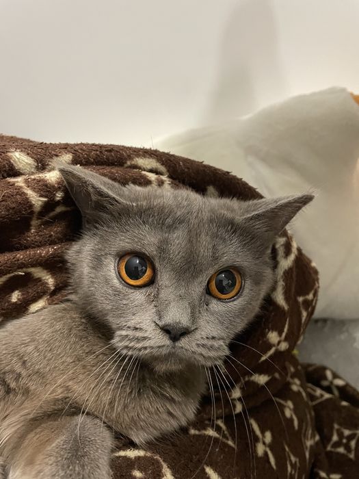 отдам кошку в добрый руки