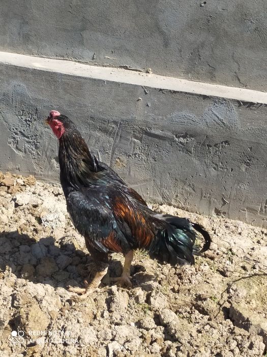 Dakan xoroz sotiladi