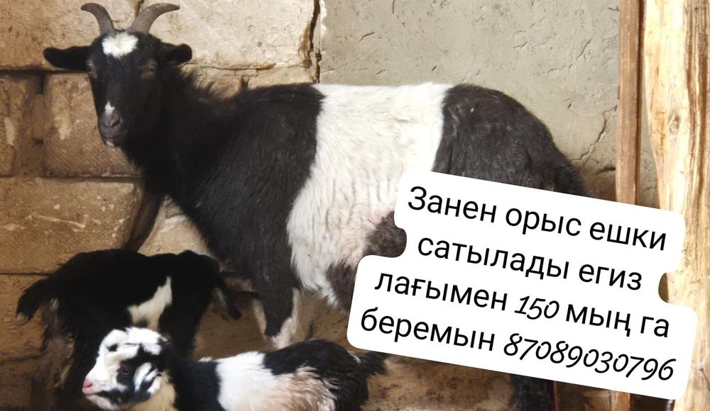 Занен ешкі сатылады срочно 2 лағымен 150 мын