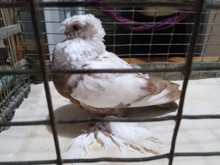 Голуби. Начаты две самки