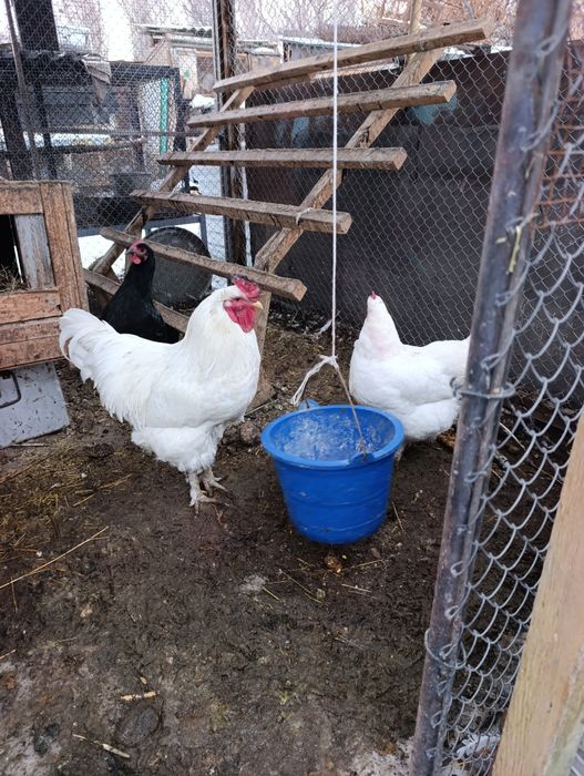 Продам Джерские гигант куры петух