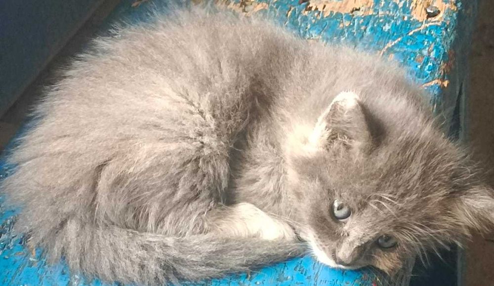 Отдадим котят бесплатно