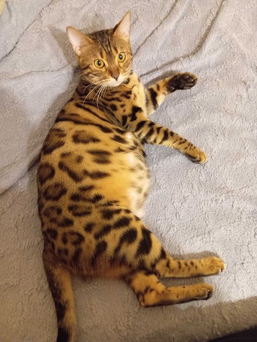 Бенгальские котята