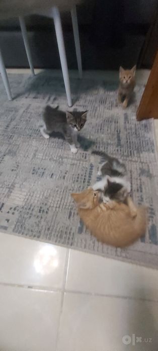 Бесплатно Котёнки, мушук болалари бепул