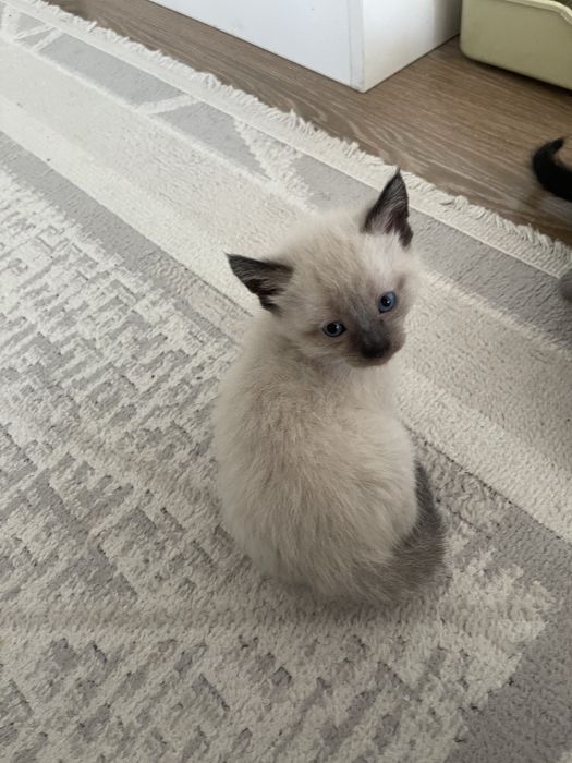 Отдам котят бесплатно