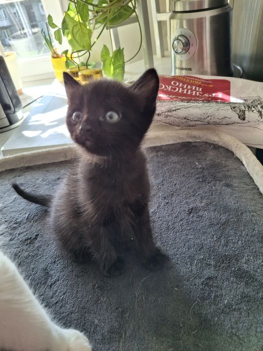 Отдам котят в добрые руки