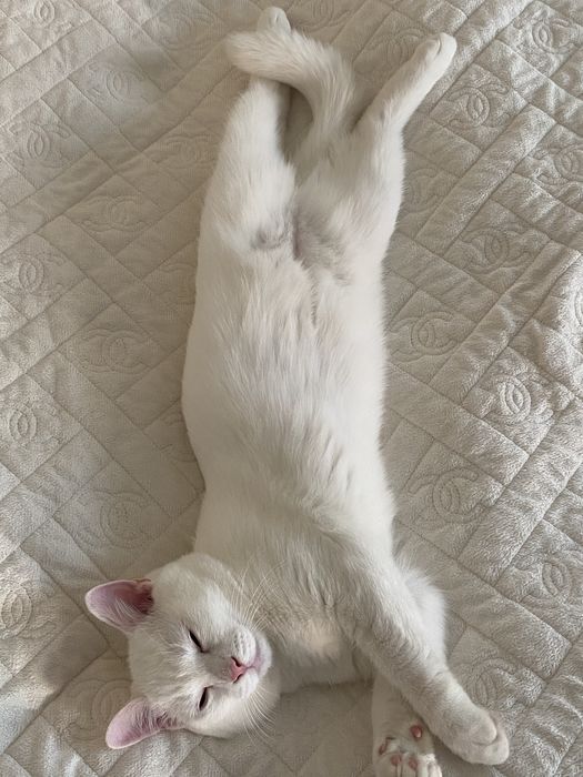 Отдаем кота в добрые руки.